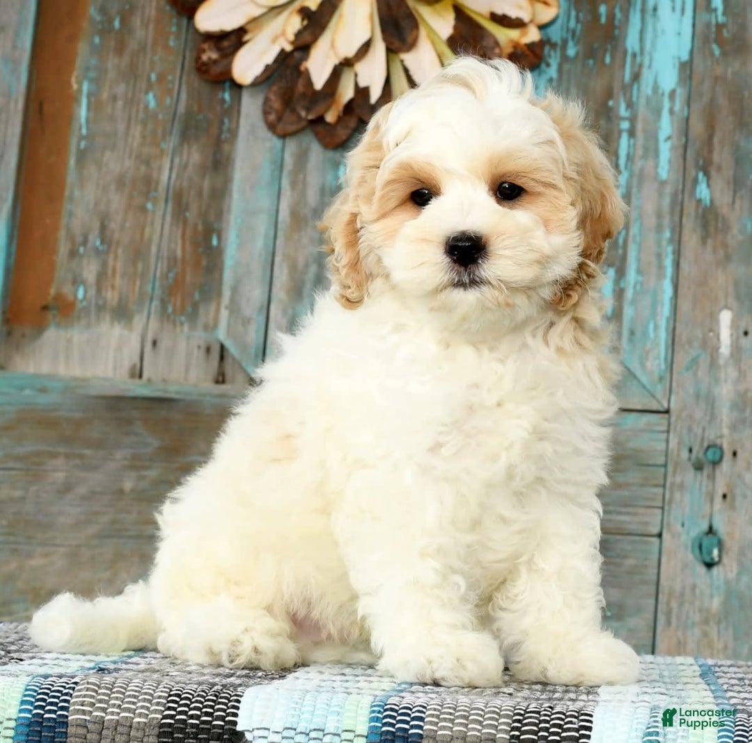 Cavapoo dogs for sale: Brady - Image 7