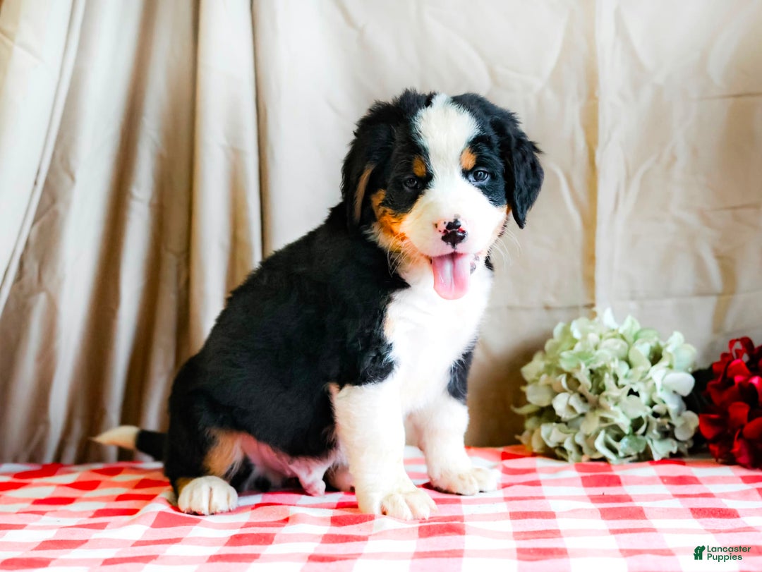 Bernese Mountain Dog dogs for sale: Milo - Image 1