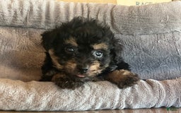 Bernedoodle dogs for sale: Micro Mini 5 - Image 3