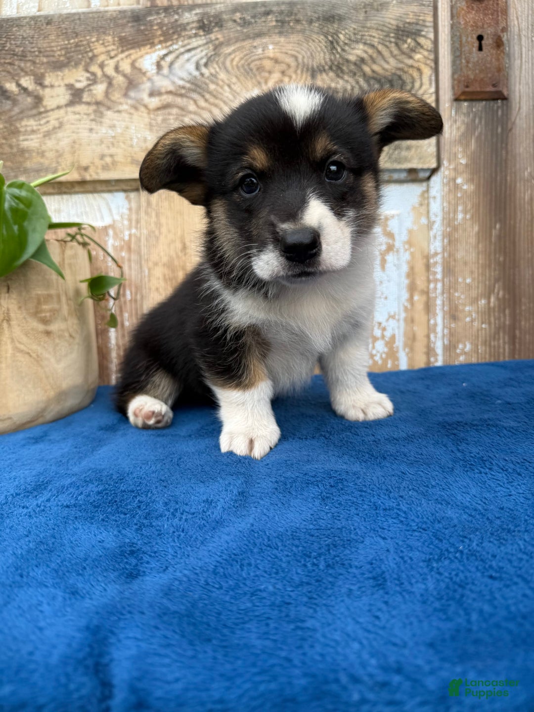 Welsh Corgi Pembroke dogs for sale: Chase - Image 8