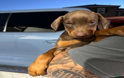 Doberman Pinscher dogs for sale: Beans - Image 2