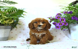 Cavapoo dogs for sale: Cavapoo 5 puppies - Image 8