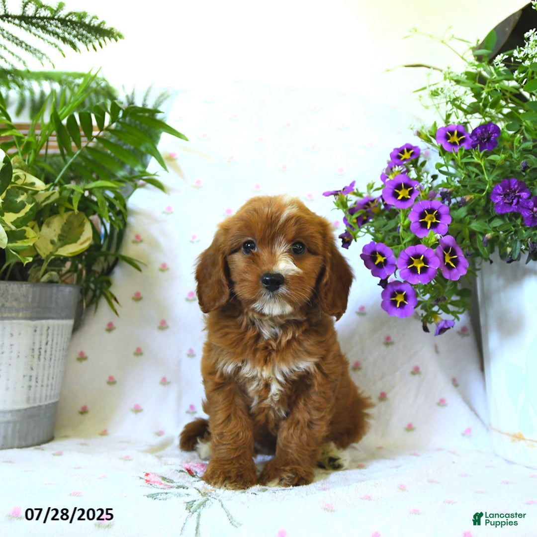 Cavapoo dogs for sale: Cavapoo 5 puppies - Image 8