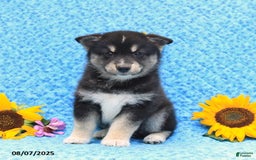 Pomsky dogs for sale: Murphy - Image 3