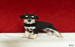 Miniature Schnauzer dogs for sale: Malenna - Image 1
