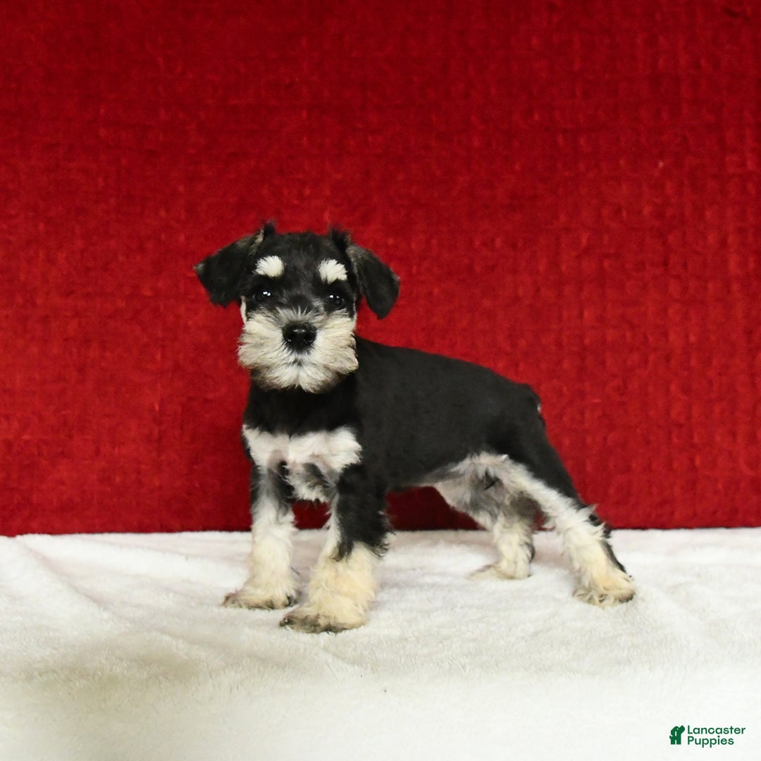 Miniature Schnauzer dogs for sale: Malenna - Image 1