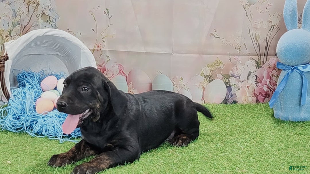 Catahoula Leopard Dog dogs for sale: Love Bug 2025 M1 - Image 3