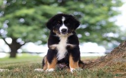 Australian Shepherd dogs for sale: Baja - Image 9