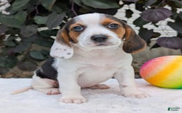 Beagle dogs for sale: Penny - Image 2