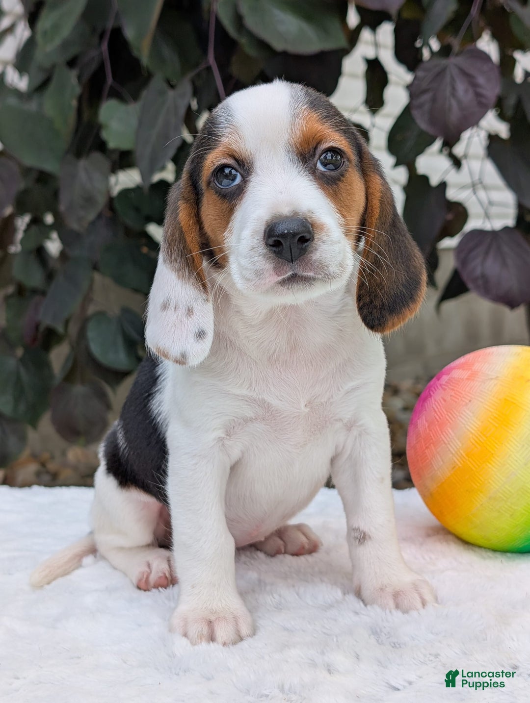 Beagle dogs for sale: Penny - Image 2