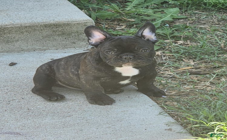 French Bulldog dogs for sale - Ad 1