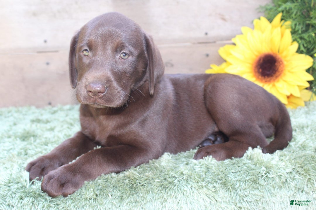 Labrador Retriever dogs for sale: Rattler - Image 6