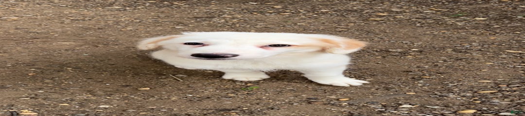 Tank