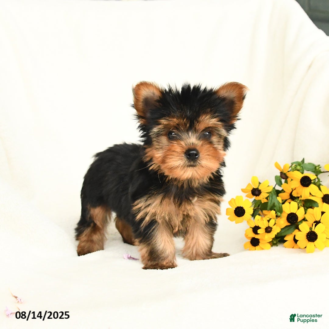 Yorkshire Terrier dogs for sale: Willow - Image 4