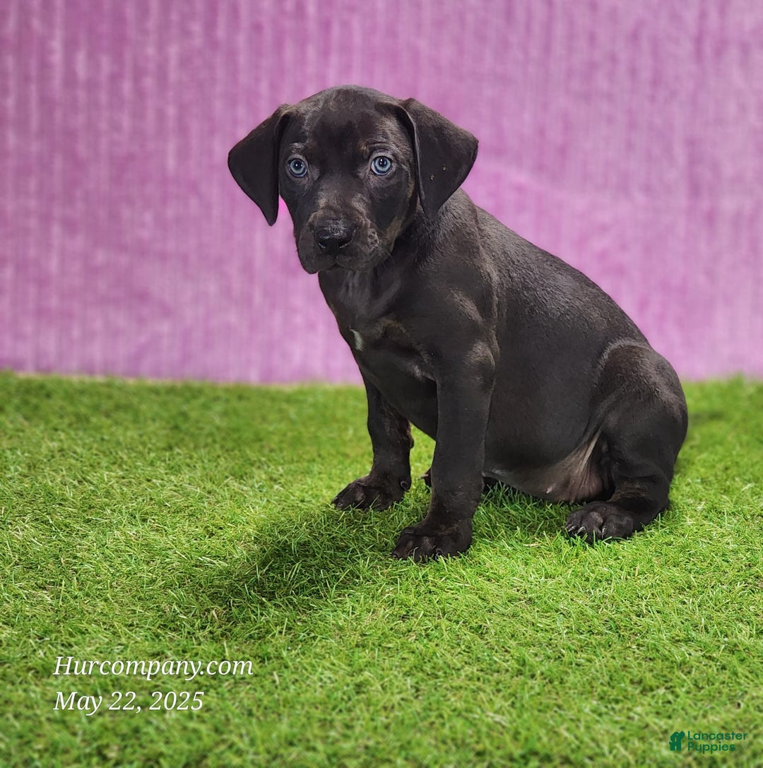 Catahoula Leopard Dog dogs for sale: Gabby 2025 F1 - Image 9