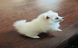 Pomeranian dogs for sale: White - Image 2