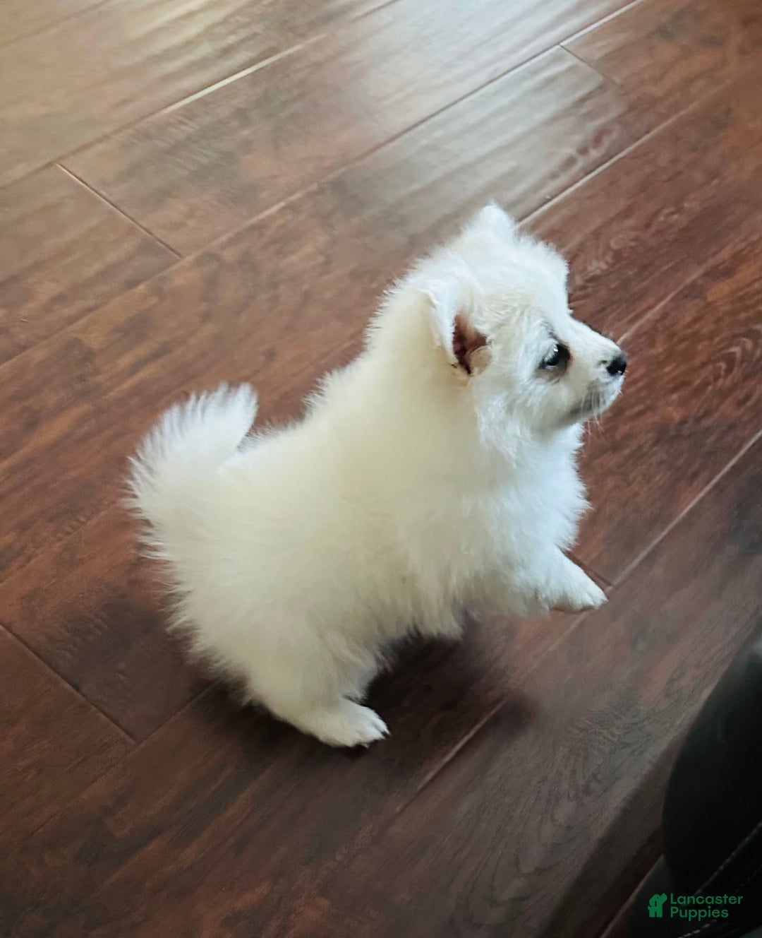 Pomeranian dogs for sale: White - Image 2