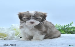 Havanese dogs for sale: Omer - Image 5