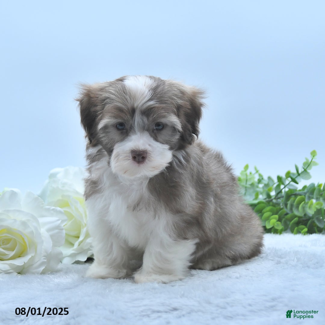 Havanese dogs for sale: Omer - Image 5