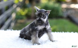 Miniature Schnauzer dogs for sale: Austin - Image 13