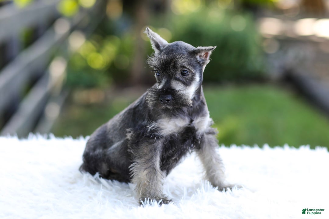 Miniature Schnauzer dogs for sale: Austin - Image 13