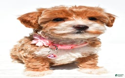 Maltipoo dogs for sale: Dixie - Image 2