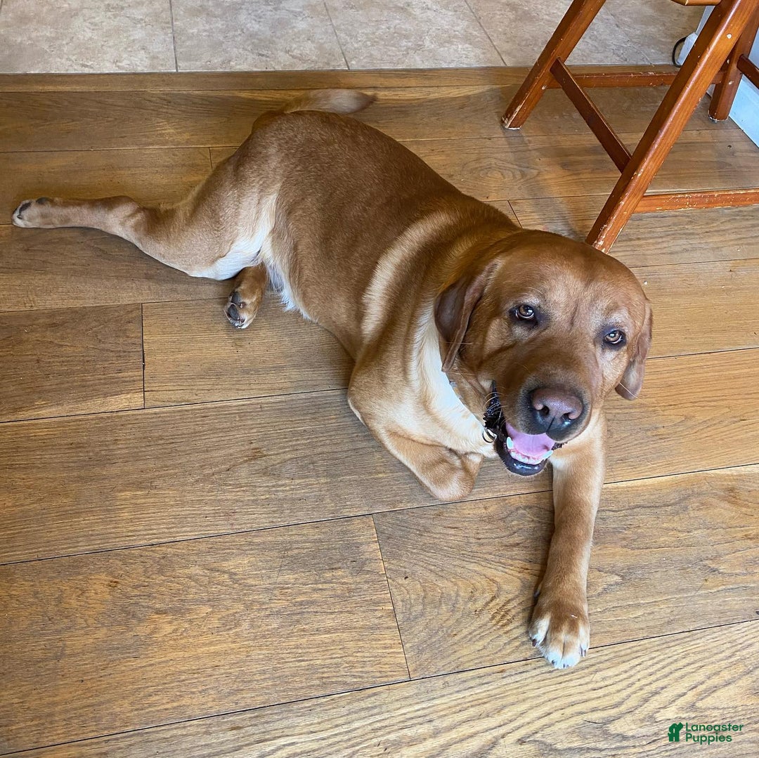 Labrador Retriever dogs for sale: Martha - Image 6