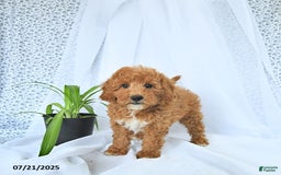 Mini Goldendoodle dogs for sale: Maverick - Image 7