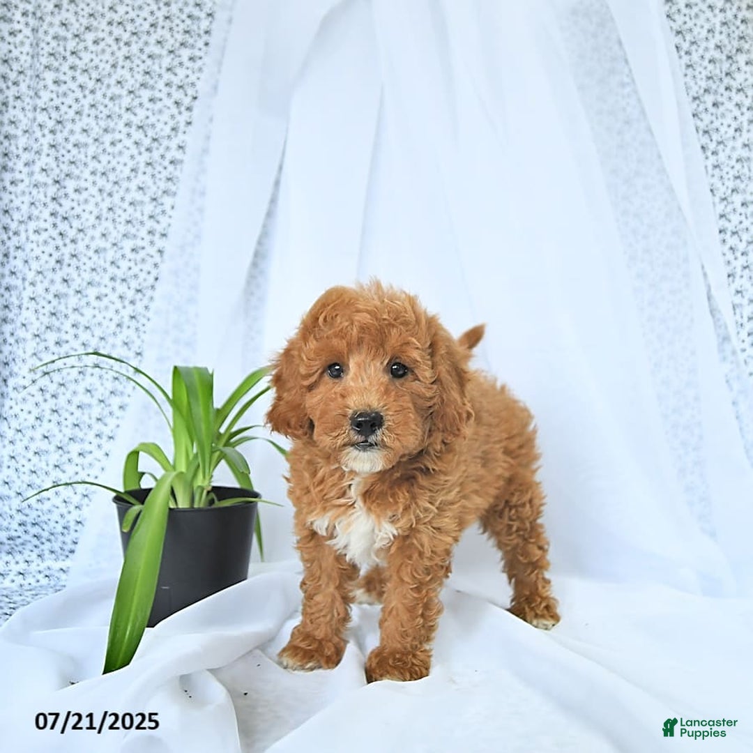 Mini Goldendoodle dogs for sale: Maverick - Image 7