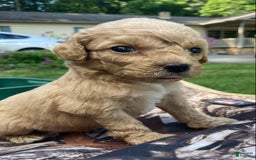 Labradoodle dogs for sale: Kennedy - Image 4