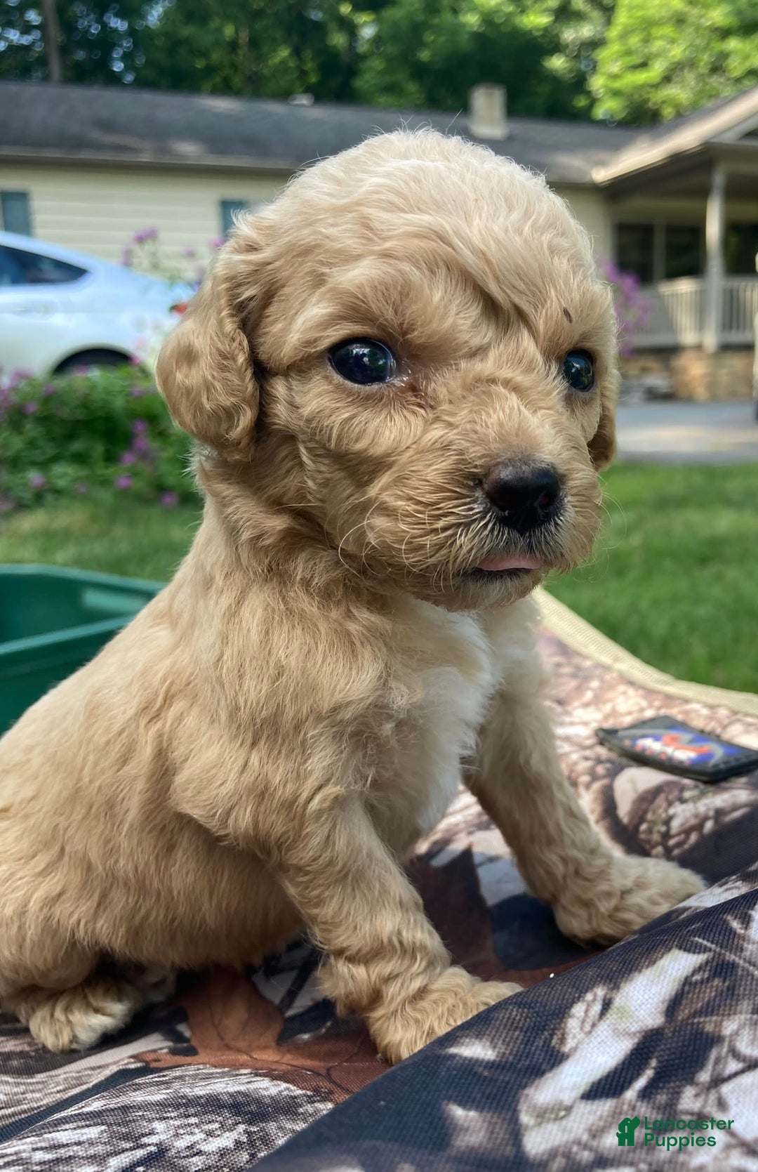 Labradoodle dogs for sale: Kennedy - Image 4