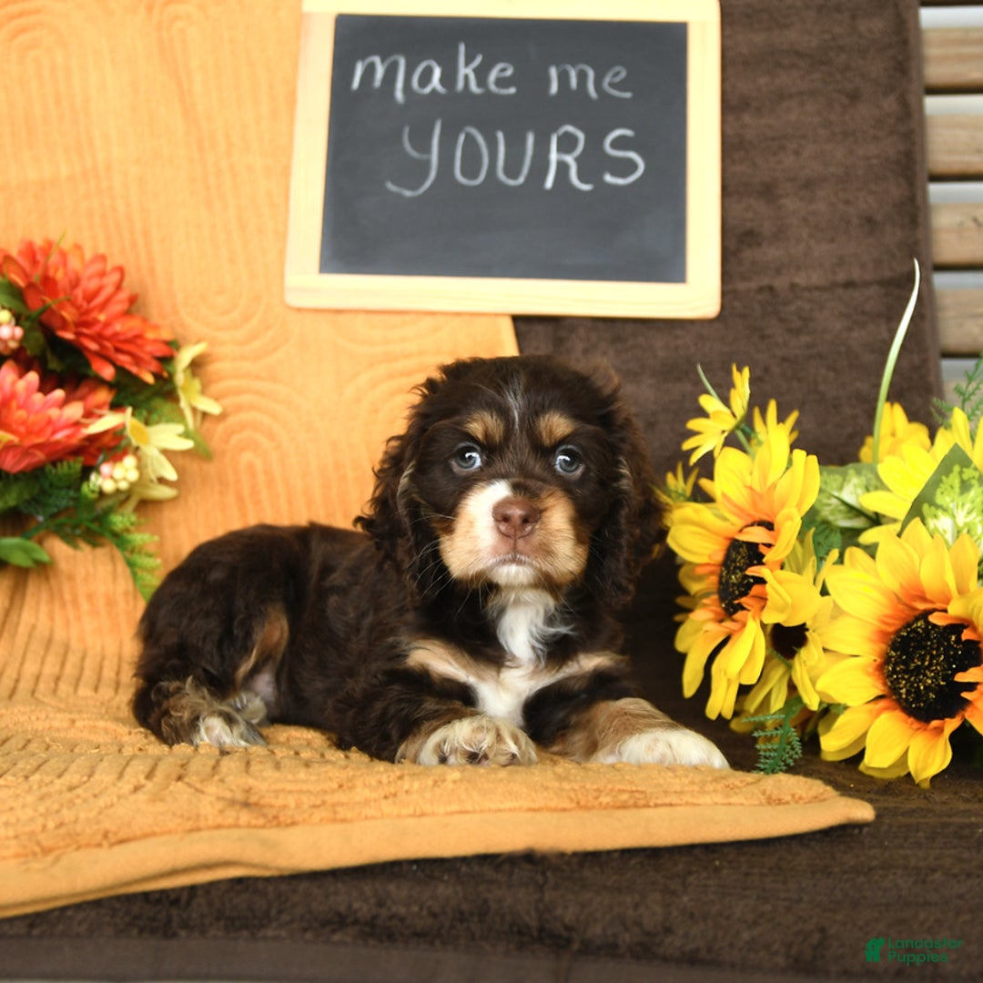 Cocker Spaniel dogs for sale: Pippi - Image 4