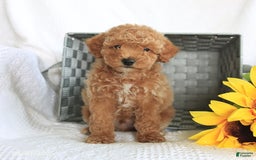 Miniature Poodle dogs for sale: Riley - Image 3