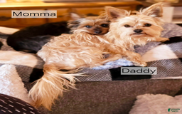Yorkshire Terrier dogs for sale: Biggie Smalls - Image 9