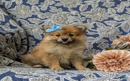 Pomeranian dogs for sale: Kelsea Genetic Testing 9 lbs full grown - Image 5