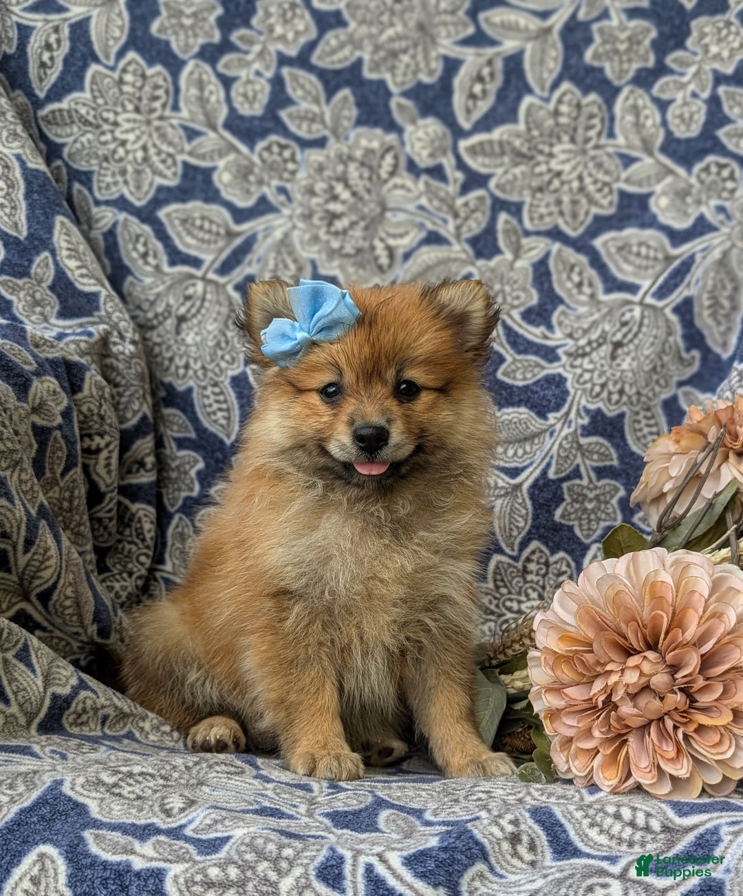 Pomeranian dogs for sale: Kelsea Genetic Testing 9 lbs full grown - Image 5
