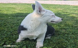 Welsh Corgi Pembroke dogs for sale: Princess - Image 5