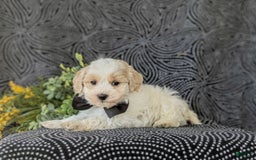 Maltipoo dogs for sale: Wendell - Image 6