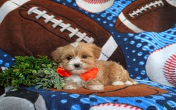 Maltipoo dogs for sale: Stratford - Image 5
