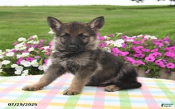 German Shepherd dogs for sale: Marshall - Image 4