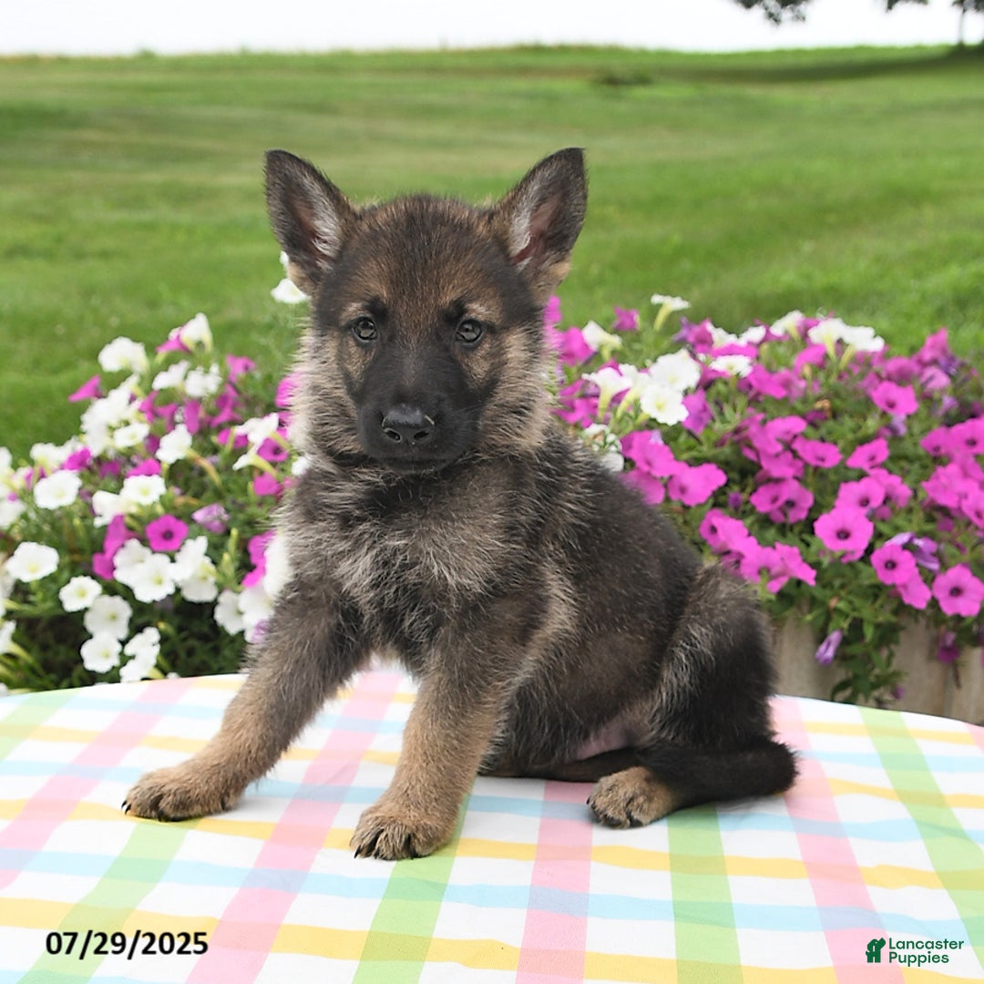 German Shepherd dogs for sale: Marshall - Image 4