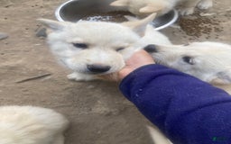 Gerberian Shepsky dogs for sale: Gerberian Shepsky 4 puppies - Image 1
