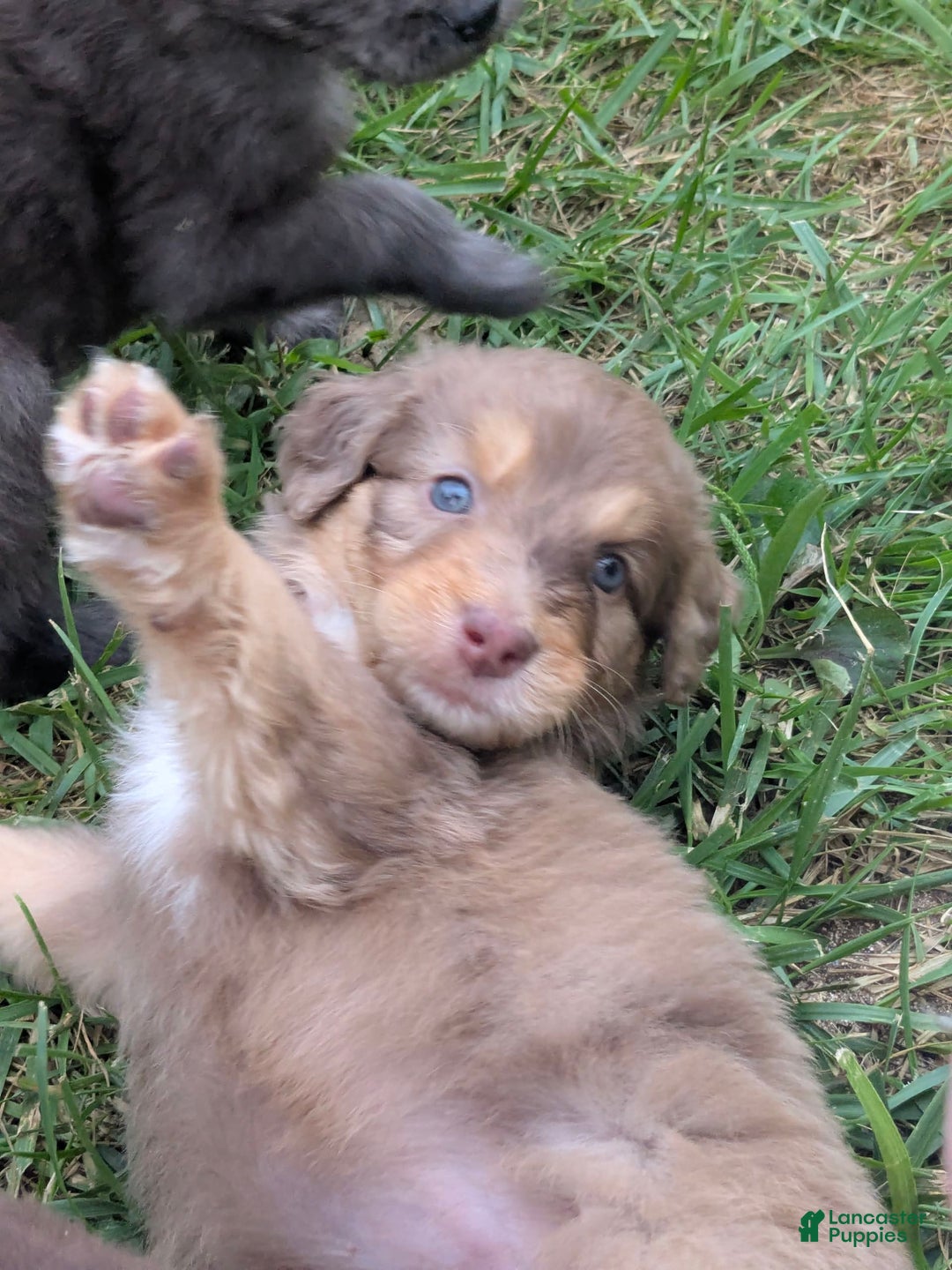 Newfypoo dogs for sale: Light Pink Girl - Image 2