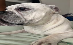 American Staffordshire Terrier dogs for sale: Ryder - Image 1