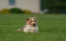 Gerberian Shepsky dogs for sale: Noah - Image 9