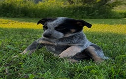 Australian Cattle Dog dogs for sale: Birdie - Image 5
