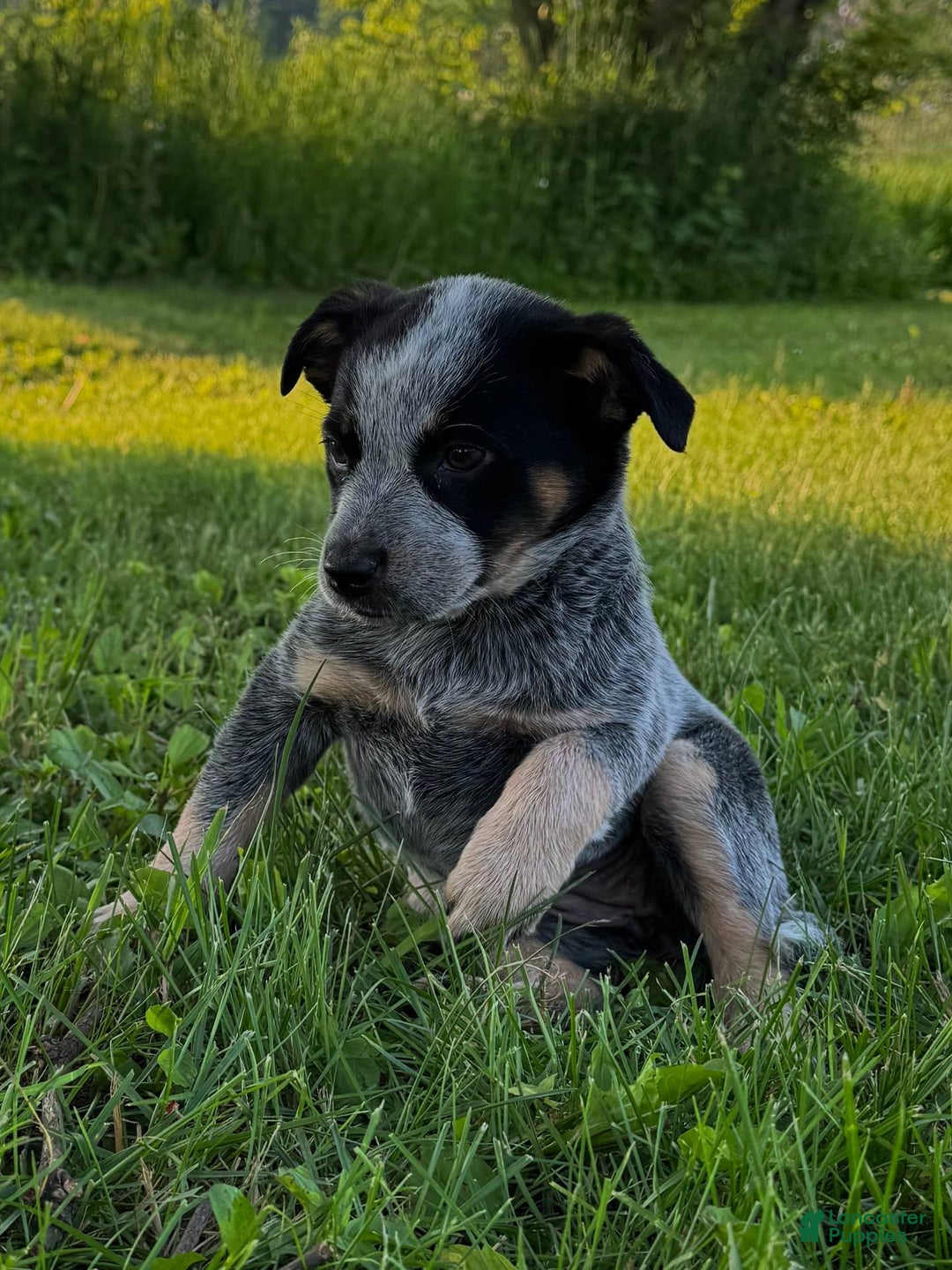 Australian Cattle Dog dogs for sale: Birdie - Image 5