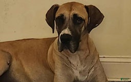 Great Dane dogs for sale: Bella - Image 2
