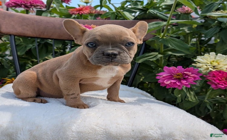 French Bulldog dogs for sale - Ad 4
