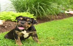 English Bulldog dogs for sale: Teddy - Image 1
